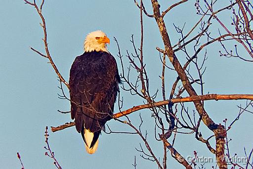 Eagle In A Tree_DSCF5957.jpg - Bald Eagle (Haliaeetus leucocephalus) photographed along the Rideau Canal Waterway at Smiths Falls, Ontario, Canada.